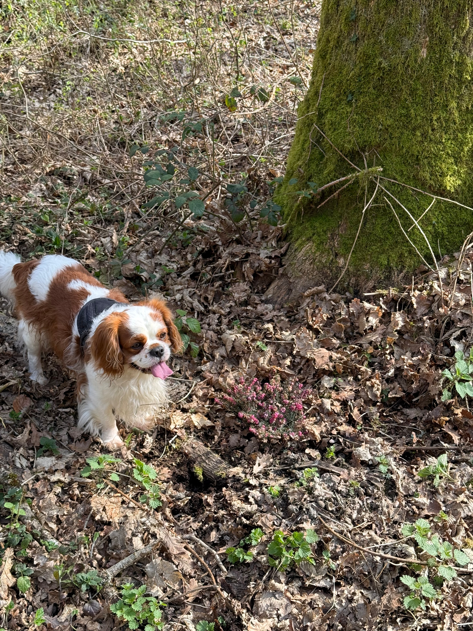 Un petit chien, langue pendante, marche dans une forêt à côté de bruyères et d'un arbre couvert de mousse.